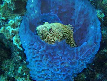This rockhind in a sponge was caught on camera by free divers exploring the area off Klein Bonaire in about 6 meters (20 feet) of water in 2008. Image Courtesy of Chris Coccaro.